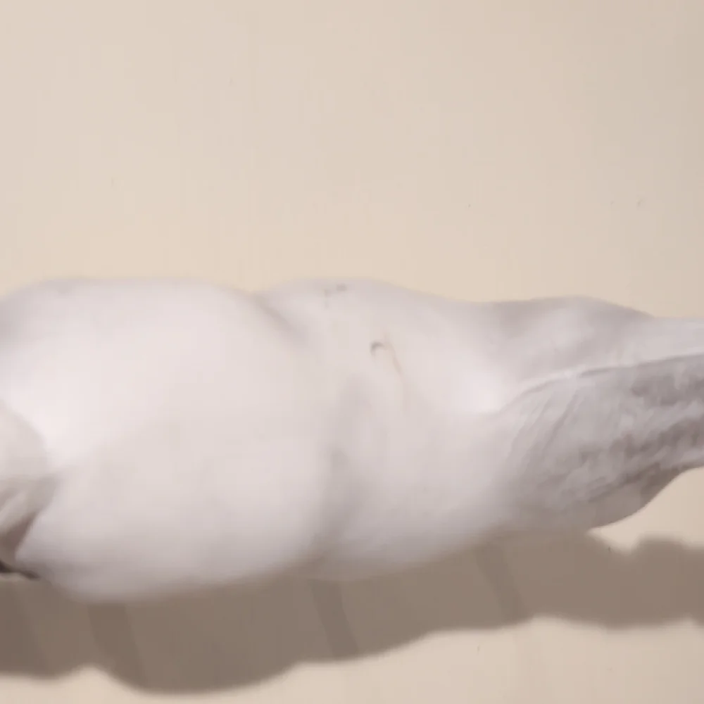 Breyer No. 475 Pluto the Lipizzanzer - Picture 6 of 13